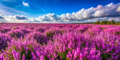 Fototapeta premium Purple Heather Field Under a Blue Sky, Heather , Flower , Landscape , Nature