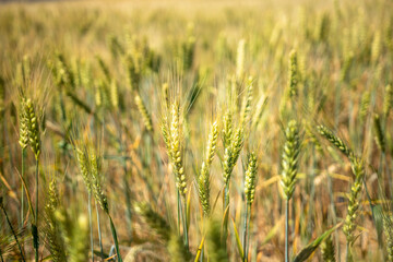 A field of wheat with a few brown and yellow plants