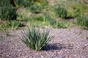 A lone tuft of green grass emerges resiliently from the gravelly ground, surrounded by a sparse, blurred background of similar patches. The scene showcases nature's determination to thrive