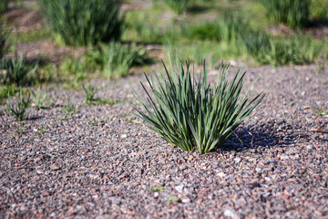 A lone tuft of green grass pushes through the gravelly ground, embodying nature's resilience. The blurred background of similar patches highlights the plant's determination to thrive.