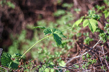 A slender green vine with fresh leaves stretches out, standing out against the blurred earthy background. The image captures the delicate emergence of new growth in a natural setting.