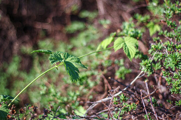 A vibrant green vine with young leaves extends gracefully, contrasting with the blurred, earthy background. The scene highlights the gentle growth of nature in a tranquil, outdoor setting.