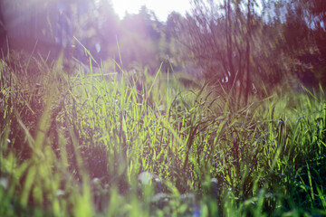 Morning sunlight softly filters through the lush green grass, creating a serene and tranquil atmosphere. The gentle light enhances the natural beauty of the fresh, dewy blades.