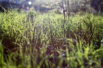 Morning sunlight gently illuminates the fresh green grass, creating a tranquil and peaceful scene. The interplay of light and shadow adds depth to the lush, natural setting.