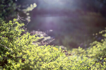 Sunlight filters through lush green foliage, creating a soft, dreamy atmosphere. The interplay of light and shadow highlights the vibrant leaves, adding a peaceful and serene touch to the scene.