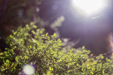 Bright sunlight illuminates vibrant green leaves, creating a radiant, natural scene. The warm glow and delicate bokeh effect highlight the freshness and vitality of the foliage.