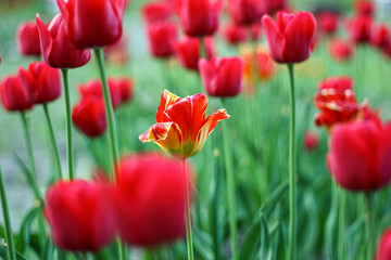 A single yellow and red tulip stands out among a field of red tulips, creating a striking contrast. The vibrant colors and blurred background enhance the uniqueness of this lone bloom.