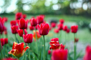 A vibrant display of red tulips in full bloom, standing tall against a blurred green background. The rich colors and soft focus create a captivating and serene garden scene.