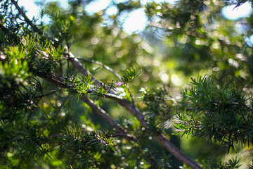 Sunlight filters through the lush green pine needles, creating a soft, dreamy bokeh effect in the background. The vibrant greenery contrasts with the subtle play of light, evoking a serene atmosphere.