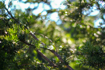Sunlight filters through the lush green pine needles, creating a soft, dreamy bokeh effect in the background. The vibrant greenery contrasts with the subtle play of light, evoking a serene atmosphere.