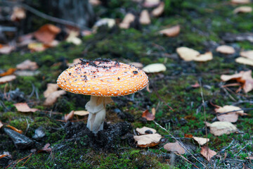 An Amanita muscaria mushroom with a vibrant orange cap, adorned with white speckles, emerges from...