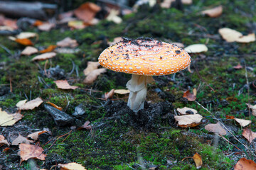 A solitary Amanita muscaria mushroom stands proudly on the forest floor, its bright orange cap speckled with white warts, surrounded by moss and fallen leaves.