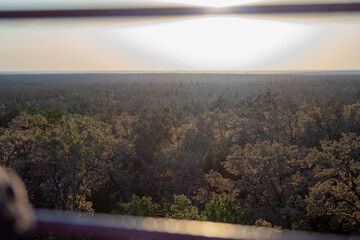 A vast forest canopy stretches into the distance under the soft light of dusk, with the sun casting a gentle glow over the treetops.