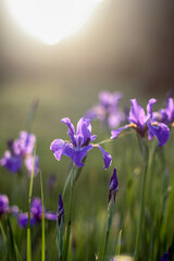 The soft light of dawn gently illuminates purple irises in a garden, highlighting the delicate petals still adorned with morning dew. The serene atmosphere captures the calm of a new day.