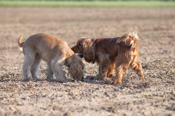 A beautiful purebred cocker spaniel plays in an autumn field.