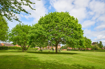 Large tree in a park