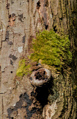tree bark covered with moss