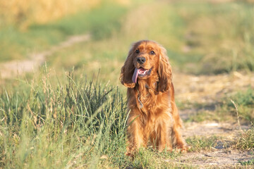 A beautiful purebred cocker spaniel plays in an autumn field.