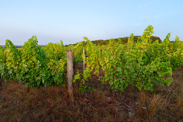 Obraz premium Vineyards of the Haut Poitou in the hillside of Marigny-Brizay village