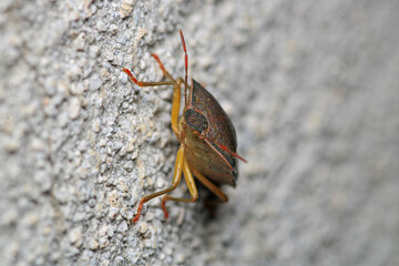 Halyomorpha Halys insect macro photo