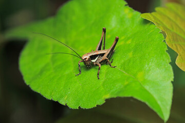 dark bush cricket grasshopper insect macro photo