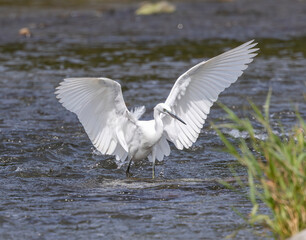 Little egret with spread wings standing in the river