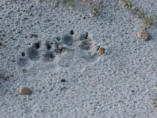 Wolf tracks in Denmark