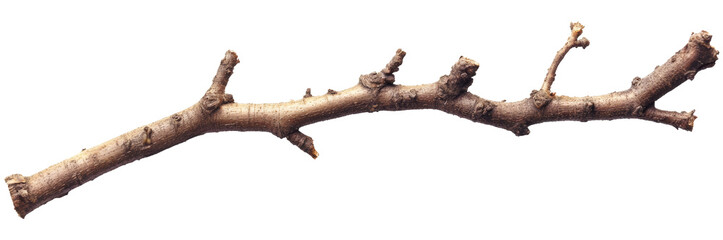 Fototapeta premium A natural dry twig featuring several small branches, ideal for various creative projects, including art, design, and decorative arrangements. Transparent background PNG