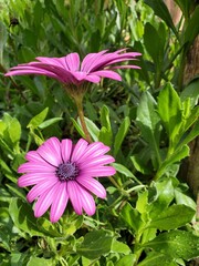 A close-up of a vibrant purple daisy, part of a cluster of flowers blooming in a sunny garden. The soft petals and bright yellow center create a striking contrast against the lush green leaves.
