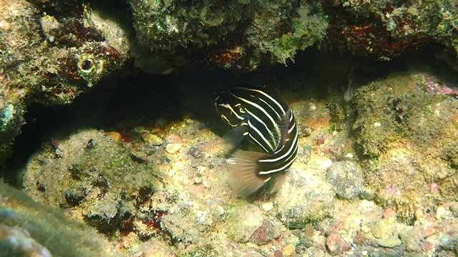 Goldstriped or Six-lined soapfish, scientific name is Grammistes sexlineatus, belongs to the family Grammistidae, it is nocturnal hunter, inhabits coral reefs of the Aqaba gulf, Red Sea