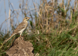 Tawny Pipit in the fields straight perspective, close-up