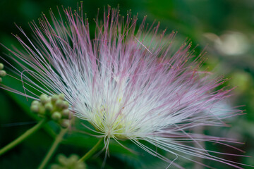 Mimosa Tree in a Summer Garden