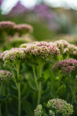 flowers in the garden