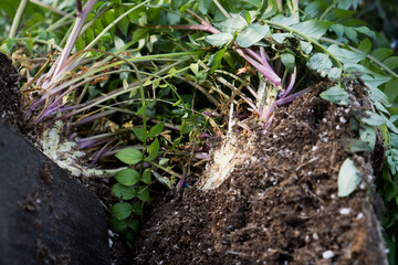 Staude/Blume (Blaue Himmelsleiter/Jakobsleiter/Polemonium caeruleum) zur Vermehrung mit Hand und Spaten teilen / Konzet: Staudenbeet anlegen und Pflanzen vermehren