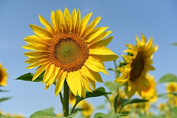 Naklejka premium yellow sunflower flower on the background of a field of sunflowers