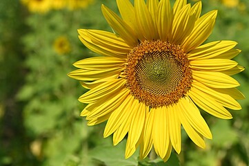yellow sunflower flower on the background of a field of sunflowers