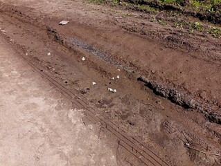 A dirt swamp road on which many small white butterflies sit. The subject of insects.
