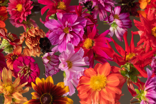 colorful summer flowers background in red, pink and orange