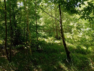 Green summer young forest with thick grass and dense stands of young trees. Summer beautiful landscape.