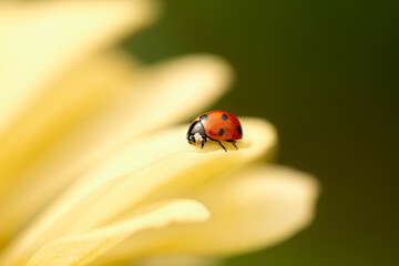closeup  Ladybug on the yellow flower, macro photo