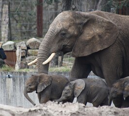 Fototapeta premium Elephant with calves