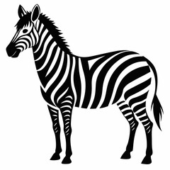 Obraz premium zebra isolated on white background