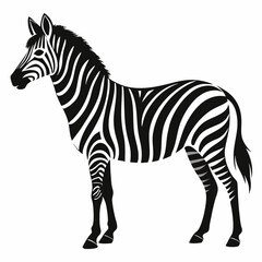 Obraz premium zebra isolated on white background