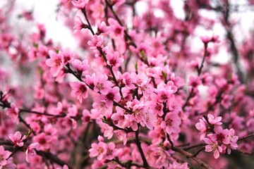 pink cherry blossom in spring