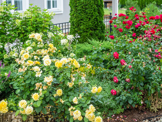 bushes with yellow and red roses in garden