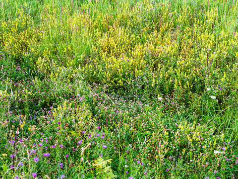 wild grass and flowers on field in summer evening