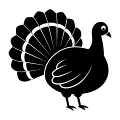 black and white peacock