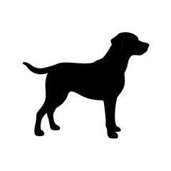 Dog Breed Silhouettes, Personalized Dog Silhouette, Dog Breed SVG,