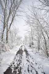 Snow covered road and trees in winter