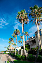 Long line of tall tropical palm trees along residential street, row of upscale two-story beach...